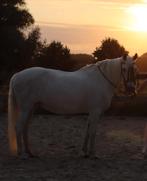 Verzorger / verzorgster gezocht halsteren, Ophalen of Verzenden, Nieuw