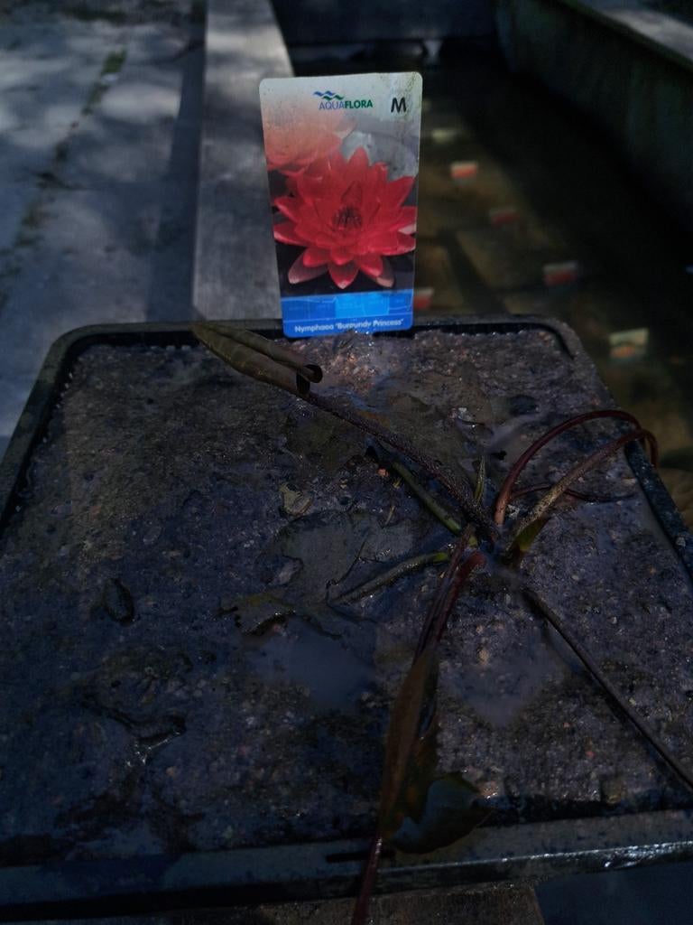 Waterlelies, dwerglelies, grote waterlelies compleet in mand, Ophalen, Nieuw