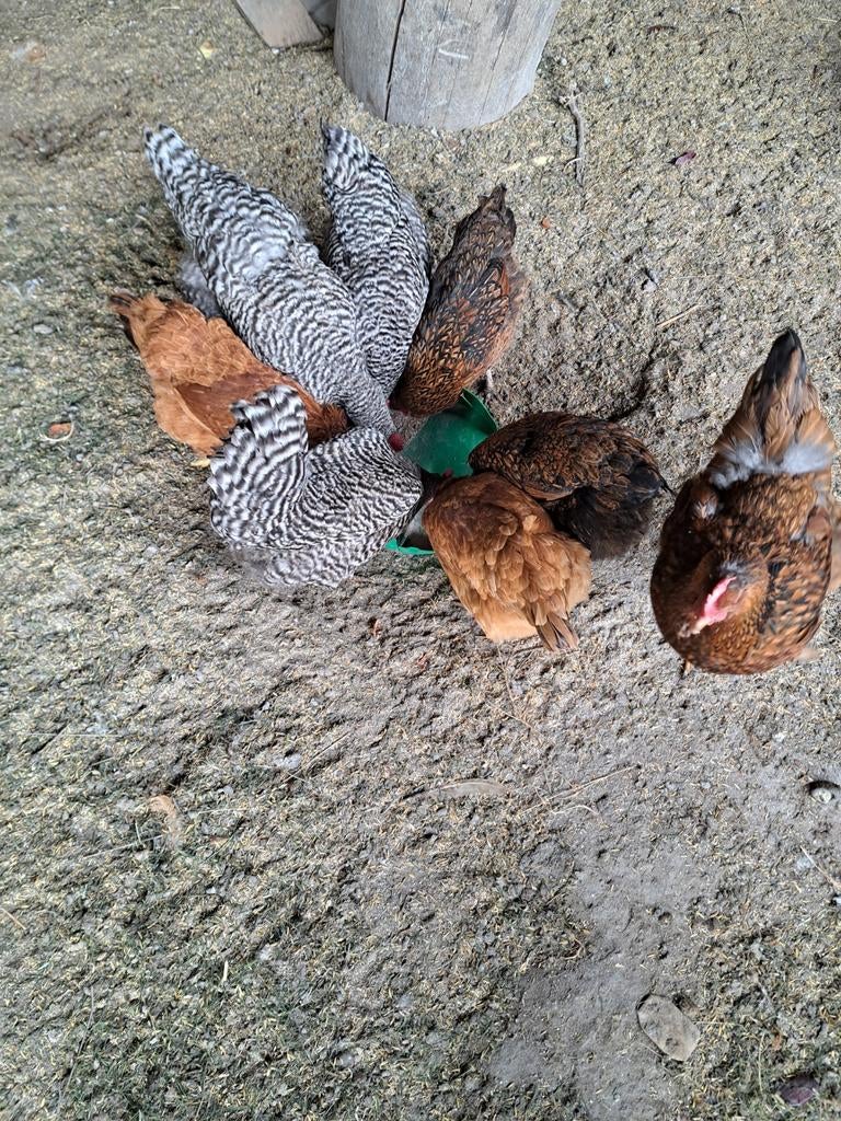 Kippen, Dieren en Toebehoren, Pluimvee, Meerdere dieren, Kip