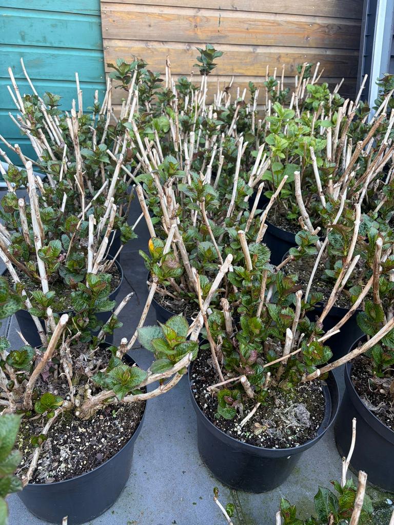 Roze hortensia's in grote 10l pot nu 15,-!! Op = op, Tuin en Terras, Planten | Tuinplanten, Overige soorten, Vaste plant, Ophalen of Verzenden