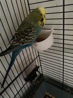 Engels parkiet, Dieren en Toebehoren, Vogels | Parkieten en Papegaaien, Mannelijk, Parkiet