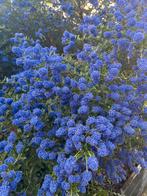 Blauwe Sering op stam, Tuin en Terras, Ophalen, Zomer, Volle zon, Overige soorten