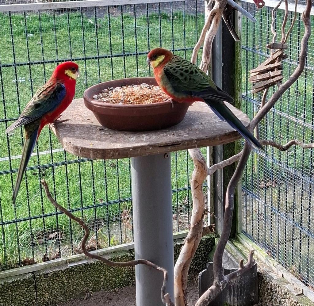 Stanley Rosella's, Dieren en Toebehoren, Meerdere dieren, Parkiet, Geringd