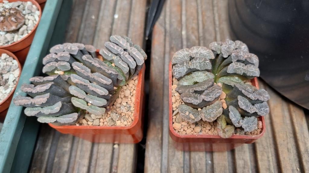 HAWORTHIA TRUNCATA SUCCULENT LEUKE PLANTEN CACTUS, Ophalen of Verzenden, Cactus, Volle zon, Minder dan 100 cm