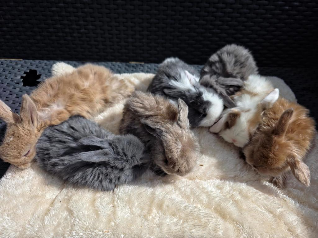 Schattige baby konijntjes te koop, Ophalen, Nieuw