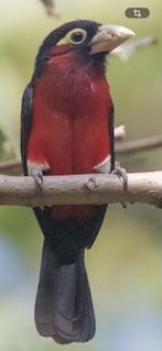 Lybius Bidentatus, Mannelijk