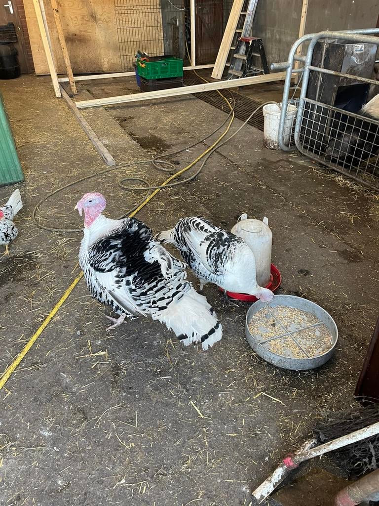 Kalkoenen te koop hennen en hanen van vorig jaar, Meerdere dieren, Kalkoen