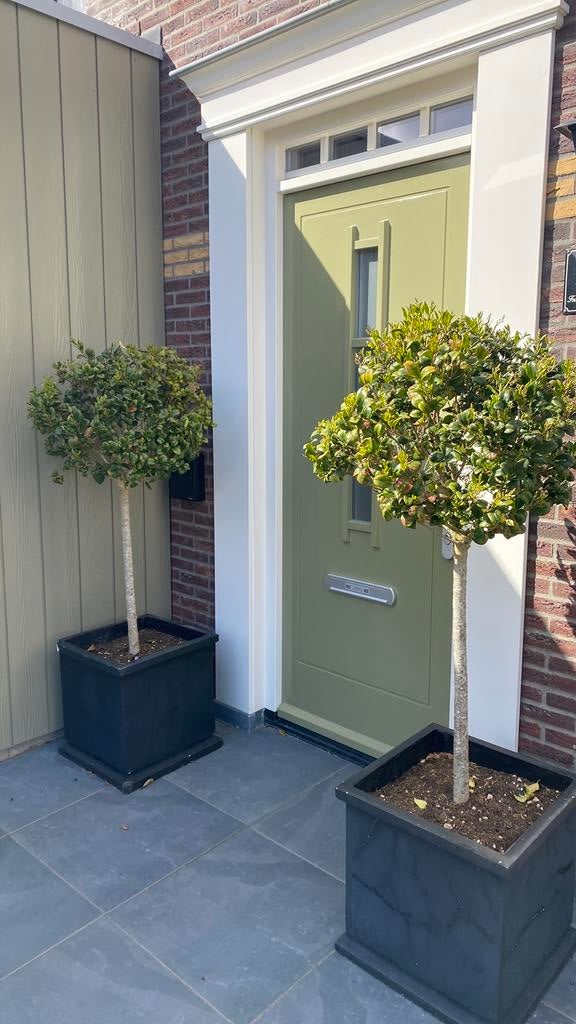Twee Ligustrum japonicum 'Texanum' - op stam, Tuin en Terras, Planten | Bomen, Overige soorten, Lente, Minder dan 100 cm, Ophalen