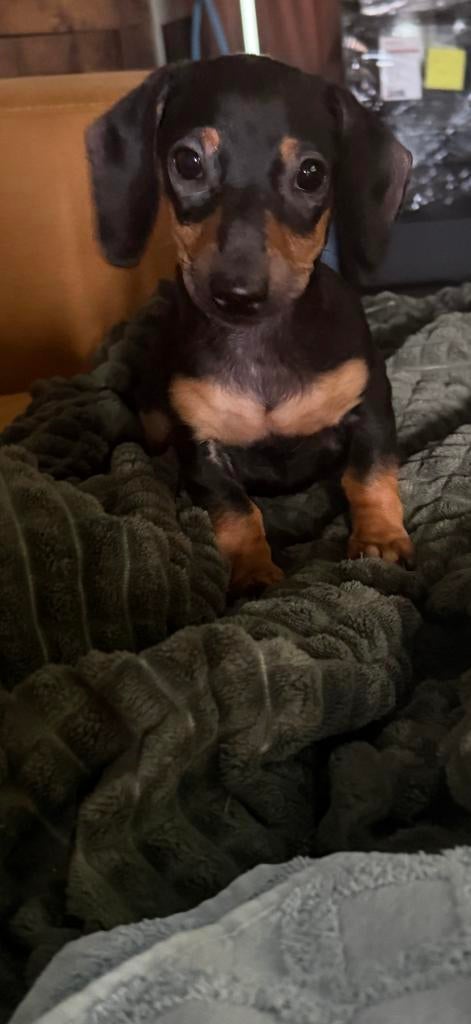 Te koop 1 mooi reutje kanichen pup, Dieren en Toebehoren, Kaninchen, Parvo, Reu, 8 tot 15 weken