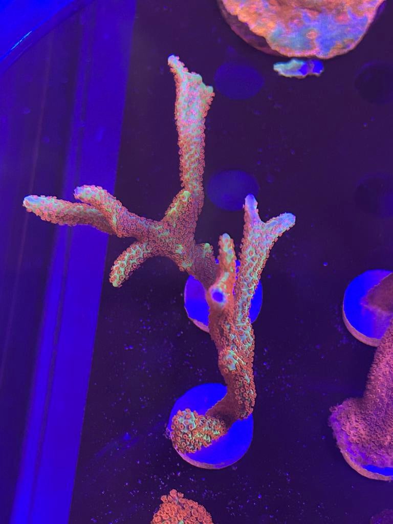 Montipora forest fire stekken, Dieren en Toebehoren, Overige typen