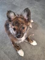 Pompriaan vlinderhondje x chihuahua 10 weken oud, 8 tot 15 weken, Teef, Eén hond, Chihuahua