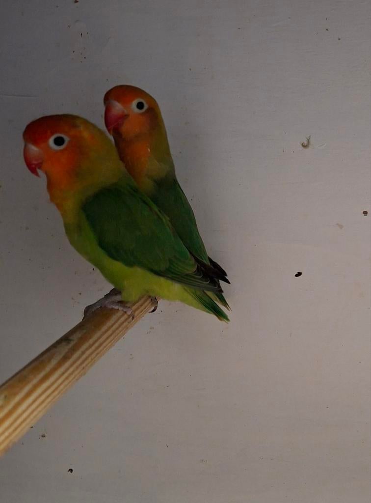Te koop jong koppel lilianae dwergpapegaaien, Meerdere dieren, Dwergpapegaai of Agapornis, Geringd