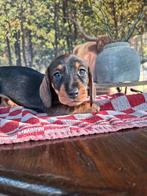 Ruwhaar/ ruwharige teckelpups, Dieren en Toebehoren, Standaard, 8 tot 15 weken, Meerdere, Meerdere dieren