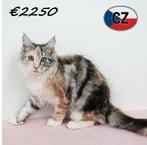 Maine coon kittens, Dieren en Toebehoren, Meerdere dieren, Gechipt, 0 tot 2 jaar