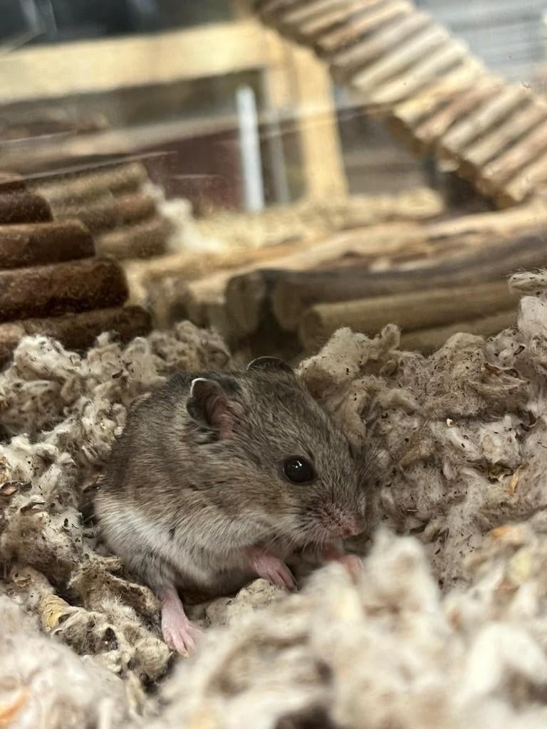 Chinese dwerghamster | Jonge hamsters | Goed tam te maken, Dieren en Toebehoren, Knaagdieren, Hamster, Februari, Meerdere dieren