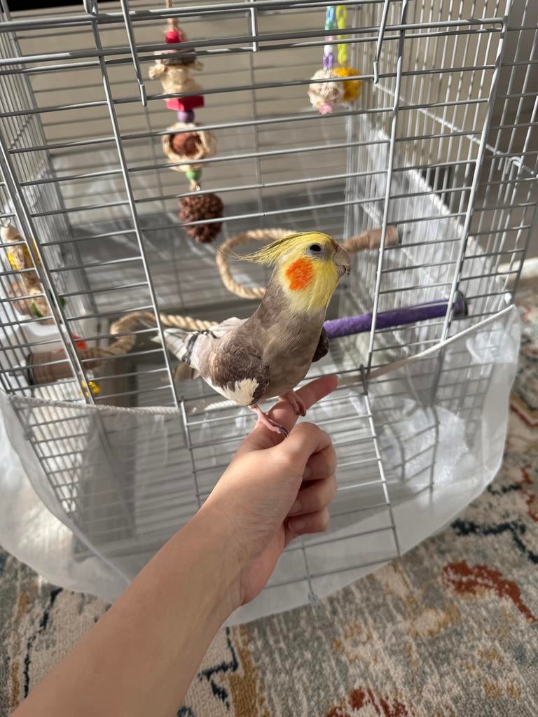 Hele mooie tamme Valkparkiet + kooi ve gratis voer, Dieren en Toebehoren, Vogels | Parkieten en Papegaaien, Mannelijk, Parkiet