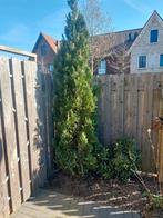 Conifeer, Ophalen, Bloeit niet, Halfschaduw, Overige soorten