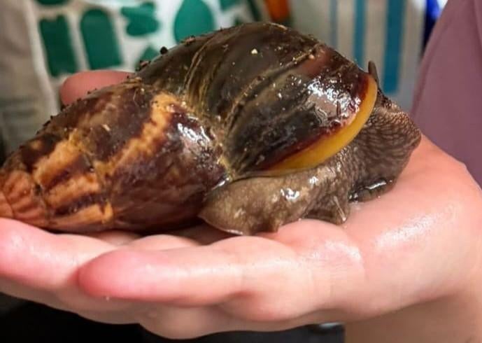 4 Afrikaanse reuzenslakken te koop (± 1 jaar oud) – compleet, Dieren en Toebehoren, Reptielen en Amfibieën