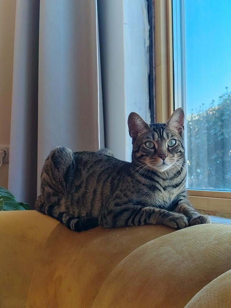 Lieve Ari zoekt nieuw thuis, Dieren en Toebehoren, Kater, Kortharig, 0 tot 2 jaar