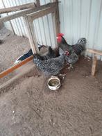 Te koop! Mechelse Hoen, 2025!, Dieren en Toebehoren, Mannelijk, Kip