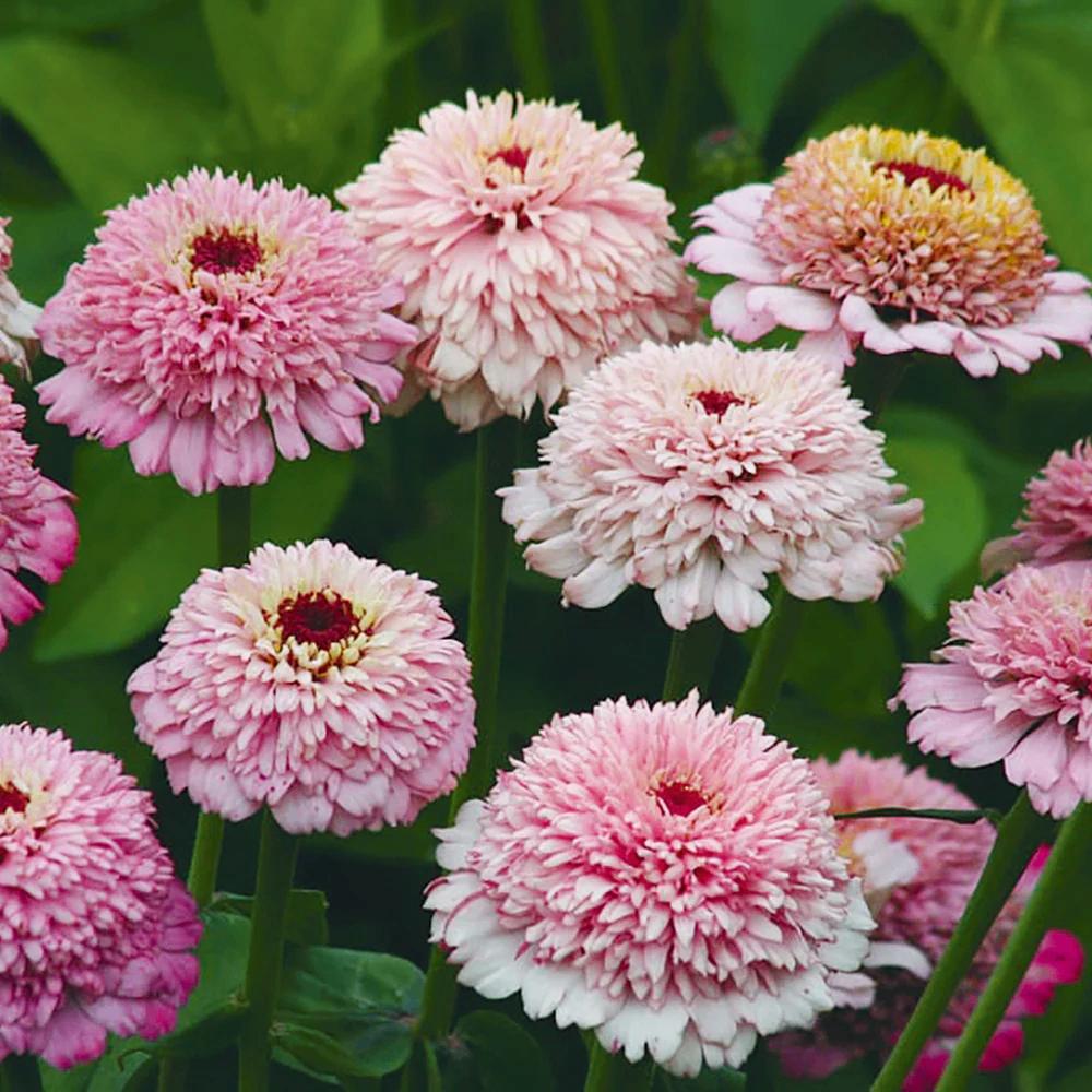 Zinnia Elegans Zinderella Lilac zaden, Tuin en Terras, Bloembollen en Zaden, Ophalen of Verzenden, Voorjaar, Volle zon, Zaad