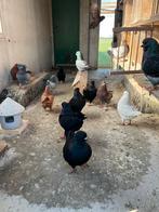 Kingduifen te koop, Dieren en Toebehoren, Meerdere dieren