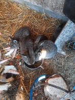 Konijnen  wener jonge  ram voedster, Dieren en Toebehoren, Meerdere dieren