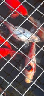 Te Koop diverse sluierstaartgoudvissen ( circa 50 stuks), Goudvis(sen)