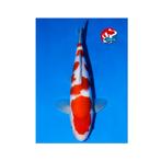 Kohaku matsue koifarm zeer goede japanse kweker, Karper of Koi