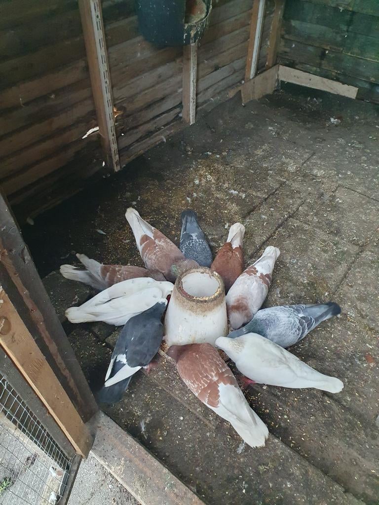 Ik heb hier vijf koppels duiven verkopen., Dieren en Toebehoren, Vogels | Duiven