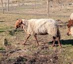 Solognote dek ram, Mannelijk, Schaap, 3 tot 5 jaar