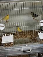 Kanarie pop, Dieren en Toebehoren, Vogels | Kanaries, Meerdere dieren, Kleurkanarie