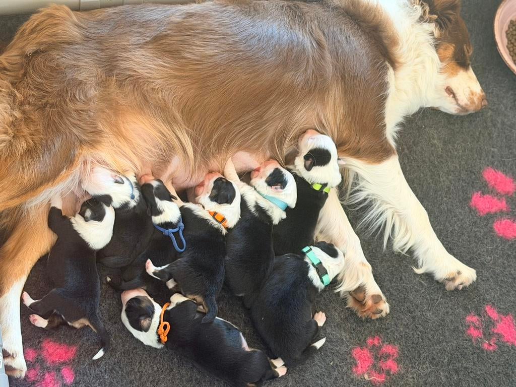 Australian shepherd pups geboren 18 april, 8 tot 15 weken, Parvo, Meerdere, Meerdere dieren