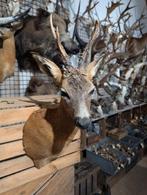 opgezet ree shoulder borst preparaat hert taxidermy, Ophalen of Verzenden, Nieuw, Opgezet dier