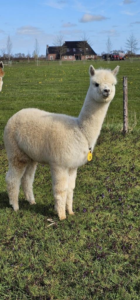 4 Alpaca hengsten, Dieren en Toebehoren, September, Mannelijk