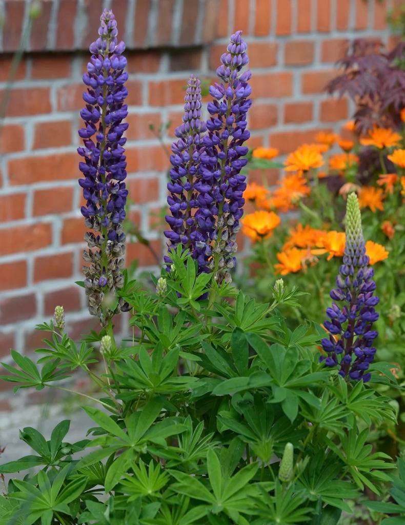 Lupine paars planten, Tuin en Terras, Planten | Tuinplanten, Ophalen, Overige soorten, Volle zon