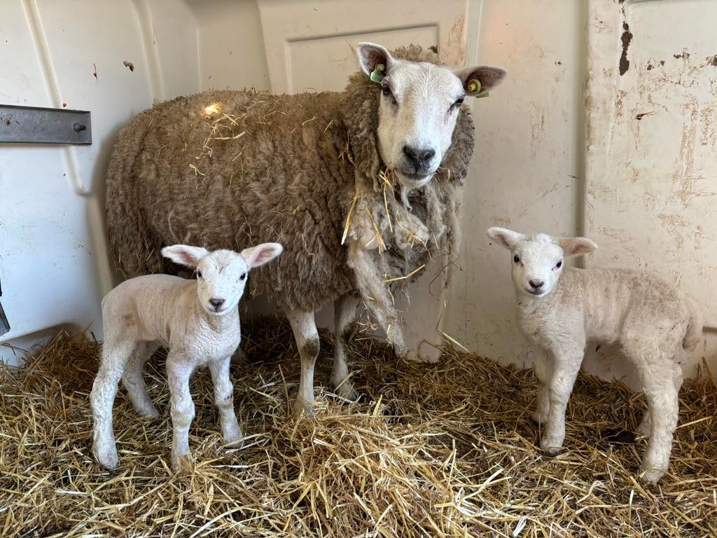 Ooi met 2 ooilammeren!, Vrouwelijk, Schaap