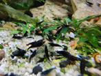 Zwarte garnalen paasactie!, Dieren en Toebehoren, Vissen | Aquariumvissen, Kreeft, Krab of Garnaal, Zoetwatervis