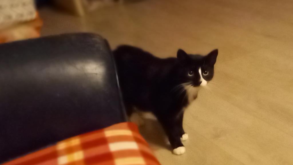 Can you give Evert the home she's looking for?, Dieren en Toebehoren, Poes, Kortharig, 6 jaar of ouder