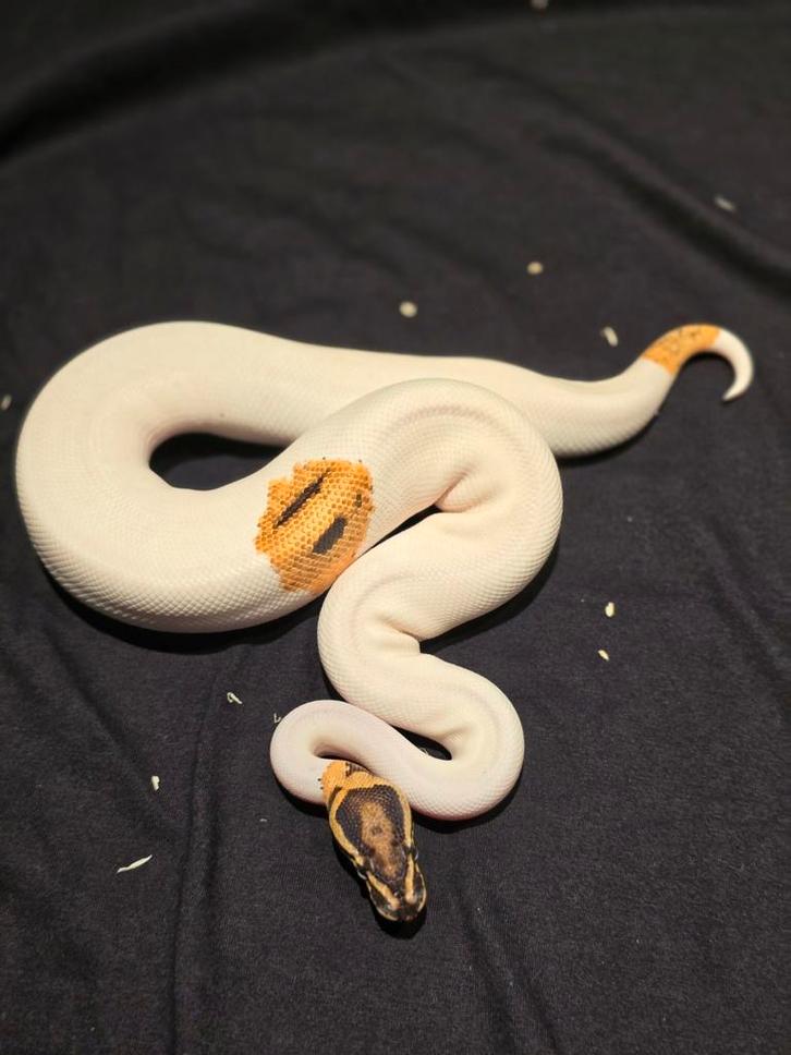 1.0 od yb pied het dg ball python Ball Python - male for sale from martijn