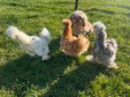 3 hennen 🐥Usa zijdehoen 17 wk geent 💯% hen garantie✅, Dieren en Toebehoren, Pluimvee, Vrouwelijk, Kip