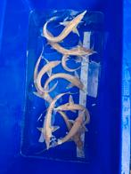 Albino steur 35-40cm, Steur