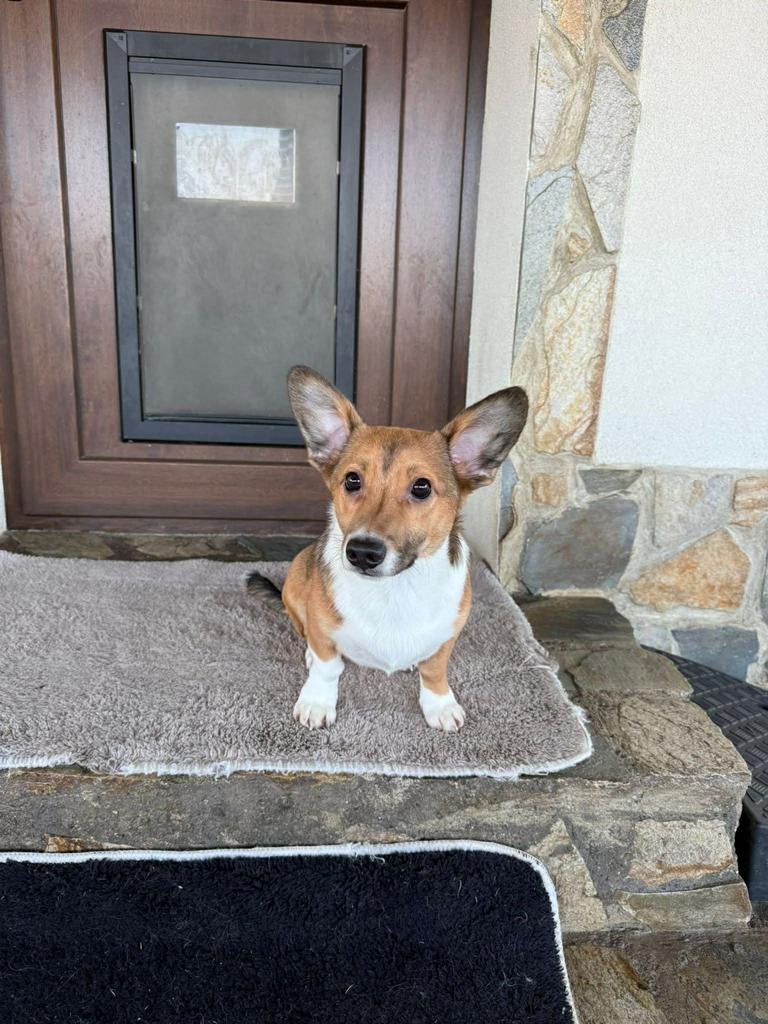 Puppys 5maanden adoptie herplaatser, Particulier, 15 weken tot 1 jaar, Buitenland, Parvo