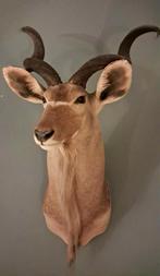 Imposante, professioneel opgezette Kudu, Ophalen, Zo goed als nieuw, Opgezet dier