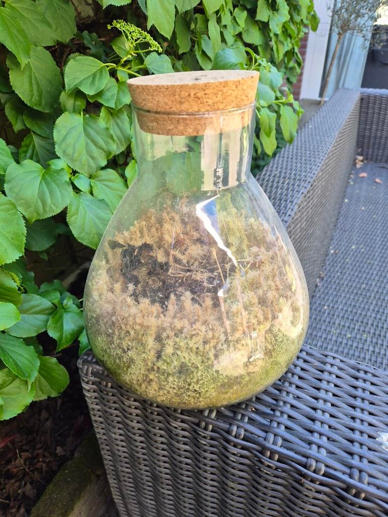 Pot voor planten gratis, Ophalen, Halfschaduw, Minder dan 100 cm