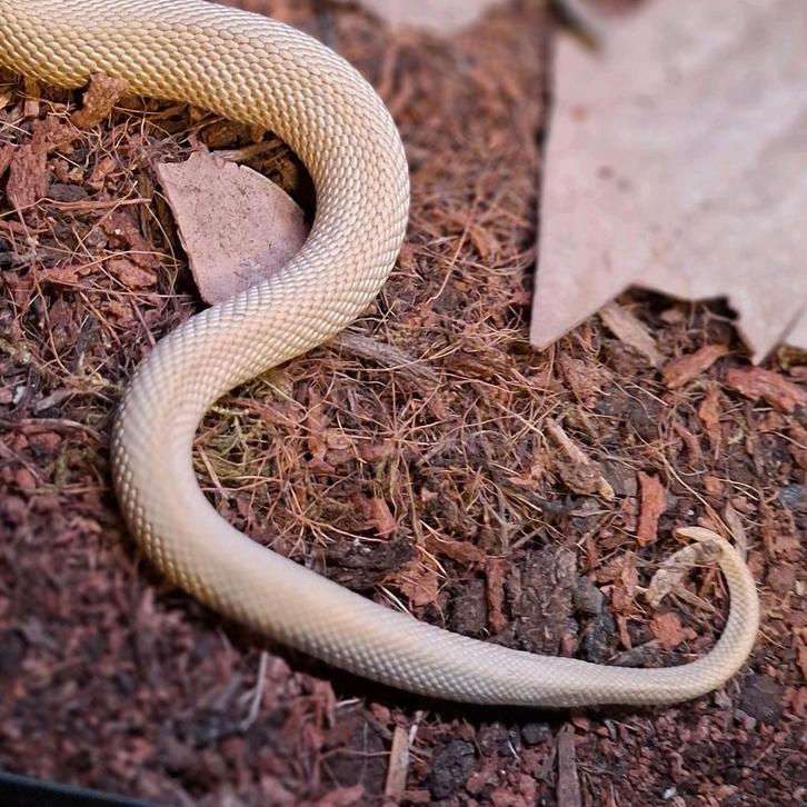 Te koop: Hognose Superconda Hognose Snake - male for sale from T