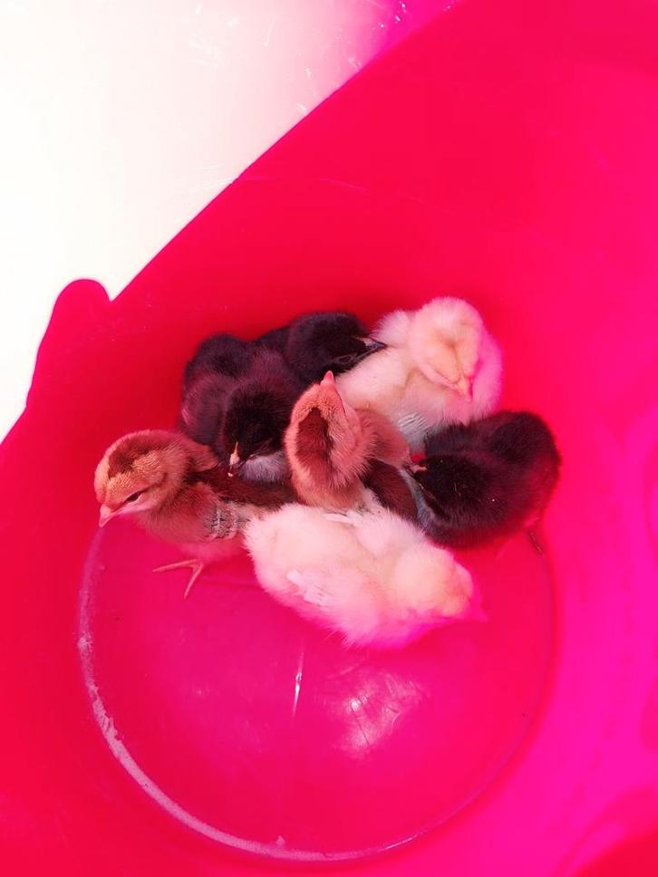 9 olive/easteregger kleurenlegger kuikens, Dieren en Toebehoren, Pluimvee, Kip, Geslacht onbekend