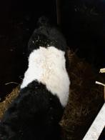 Lakenvelder kalf, Dieren en Toebehoren, Runderen, Vrouwelijk, 0 tot 2 jaar