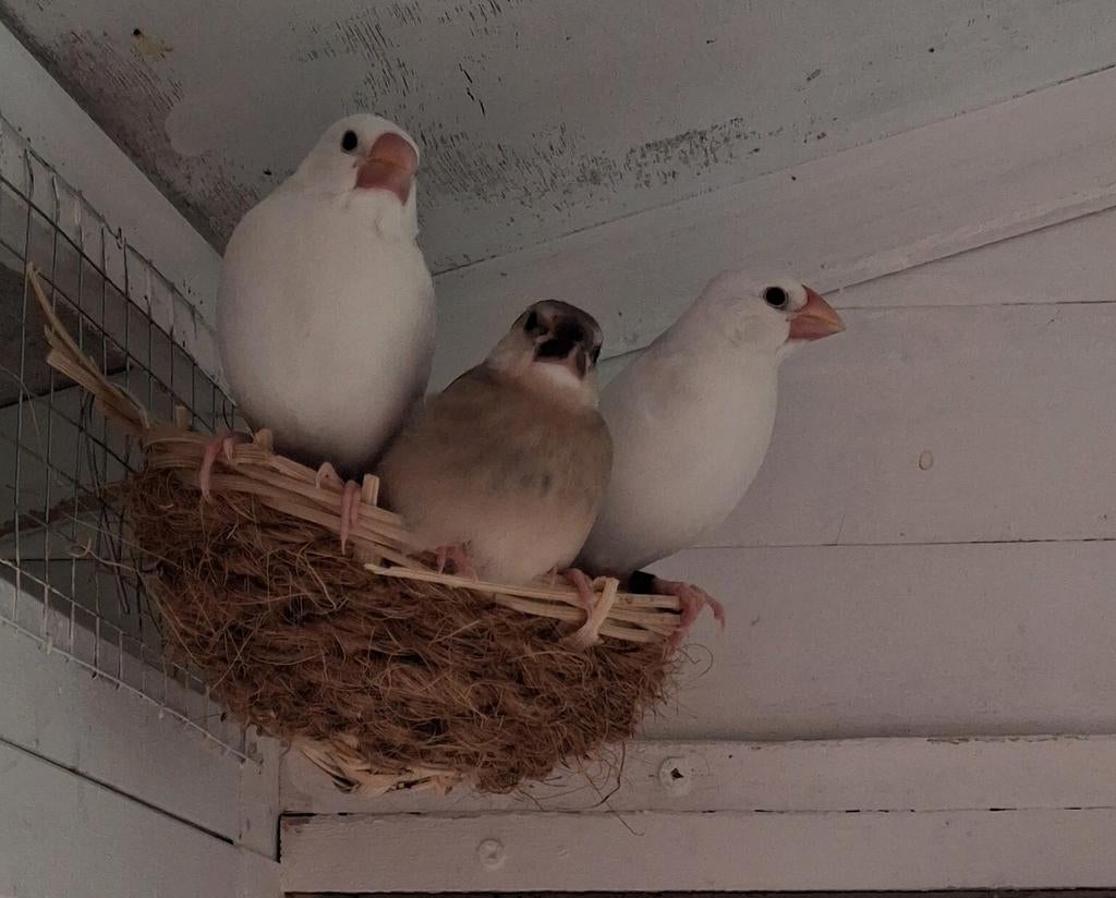 Nog 2 jonge rijstvogels, Dieren en Toebehoren, Geslacht onbekend