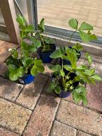 aardbeiplanten - aardbei stekjes - 4 stuks, Ophalen, Minder dan 100 cm, Overige soorten, Lente